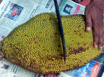 Jackfruit Cutting Steps