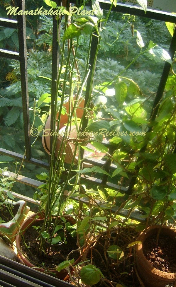 Manathakali Plant